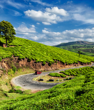 Day 1 - Arrival at Cochin ||To Munnar