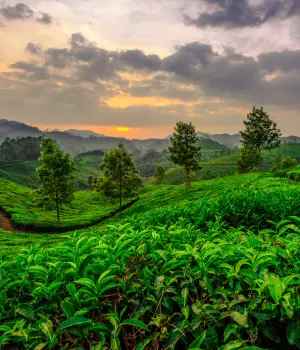 Day 1: Cochin to Munnar 