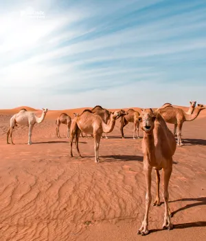 Day 3: Desert Safari Experience